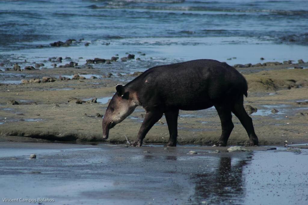 Tapiru'S House - Bahia Drake Διαμέρισμα Drakes Bay Εξωτερικό φωτογραφία